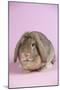 Lop Rabbit-Lynn M^ Stone-Mounted Photographic Print