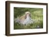 Lop Rabbit-null-Framed Photographic Print