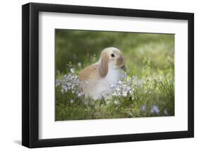 Lop Rabbit-null-Framed Photographic Print