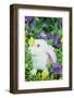 Lop Rabbit-null-Framed Photographic Print