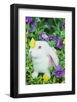 Lop Rabbit-null-Framed Photographic Print