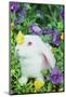 Lop Rabbit-null-Mounted Photographic Print