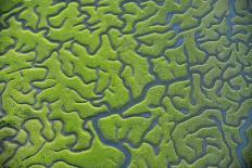 Aerial View of Marshes with Seaweed Exposed at Low Tide, Bahía De Cádiz Np, Andalusia, Spain-López-Photographic Print