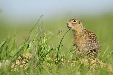 Spotted Souslik (Spermophilus Suslicus) Sitting, Werbkowice, Zamosc, Poland, May 2009-López-Photographic Print