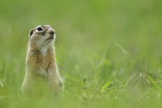 Spotted Souslik (Spermophilus Suslicus) Sitting, Werbkowice, Zamosc, Poland, May 2009-López-Photographic Print