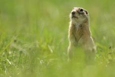 Spotted Souslik (Spermophilus Suslicus) Sitting, Werbkowice, Zamosc, Poland, May 2009-López-Photographic Print