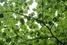 View of Underside of Lime (Tilia Sp) Leaves on a Branch, Moricsala Island, Lake Usma, Latvia-López-Photographic Print