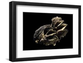 Lopha Cristagalli-Paul Starosta-Framed Photographic Print