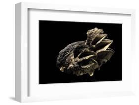 Lopha Cristagalli-Paul Starosta-Framed Photographic Print