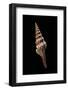 Lophiotoma Indica-Paul Starosta-Framed Photographic Print