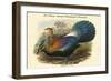 Lophophorus L'Huysi - De L'Huys' Monal Himalayan Pheasant-John Gould-Framed Art Print