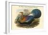 Lophophorus L'Huysi - De L'Huys' Monal Himalayan Pheasant-John Gould-Framed Art Print