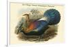 Lophophorus L'Huysi - De L'Huys' Monal Himalayan Pheasant-John Gould-Framed Art Print