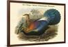 Lophophorus L'Huysi - De L'Huys' Monal Himalayan Pheasant-John Gould-Framed Art Print