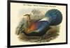 Lophophorus L'Huysi - De L'Huys' Monal Himalayan Pheasant-John Gould-Framed Art Print