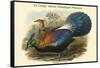 Lophophorus L'Huysi - De L'Huys' Monal Himalayan Pheasant-John Gould-Framed Stretched Canvas