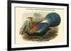 Lophophorus L'Huysi - De L'Huys' Monal Himalayan Pheasant-John Gould-Framed Premium Giclee Print