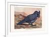 Lophopsittacus Mauritanus-Lionel Walter Rothschild-Framed Premium Giclee Print