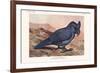 Lophopsittacus Mauritanus-Lionel Walter Rothschild-Framed Premium Giclee Print