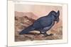 Lophopsittacus Mauritanus-Lionel Walter Rothschild-Mounted Premium Giclee Print