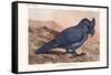 Lophopsittacus Mauritanus-Lionel Walter Rothschild-Framed Stretched Canvas