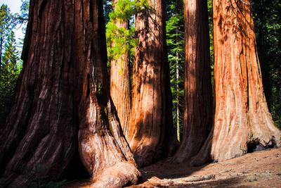 Giant Sequoias in Yosemite National Park,California