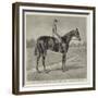 Lord Alington's Common, Winner of the Two Thousand Guineas, and Favourite for the Derby-null-Framed Giclee Print