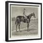 Lord Alington's Common, Winner of the Two Thousand Guineas, and Favourite for the Derby-null-Framed Giclee Print