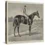 Lord Alington's Common, Winner of the Two Thousand Guineas, and Favourite for the Derby-null-Stretched Canvas