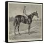 Lord Alington's Common, Winner of the Two Thousand Guineas, and Favourite for the Derby-null-Framed Stretched Canvas