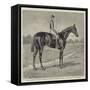 Lord Alington's Common, Winner of the Two Thousand Guineas, and Favourite for the Derby-null-Framed Stretched Canvas