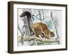 Lord Derby's Scaly-Tailed Squirrel (Anomalurus Derbianus), Anomaluridae-null-Framed Giclee Print