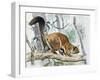 Lord Derby's Scaly-Tailed Squirrel (Anomalurus Derbianus), Anomaluridae-null-Framed Giclee Print