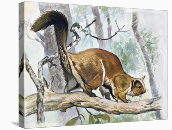 Lord Derby's Scaly-Tailed Squirrel (Anomalurus Derbianus), Anomaluridae-null-Stretched Canvas