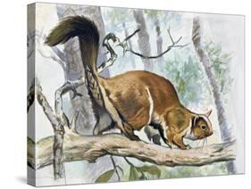 Lord Derby's Scaly-Tailed Squirrel (Anomalurus Derbianus), Anomaluridae-null-Stretched Canvas