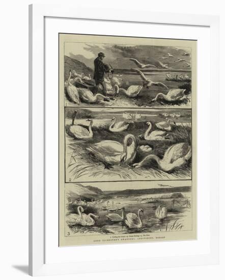 Lord Ilchester's Swannery, Abbotsbury, Dorset-null-Framed Giclee Print