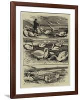 Lord Ilchester's Swannery, Abbotsbury, Dorset-null-Framed Giclee Print