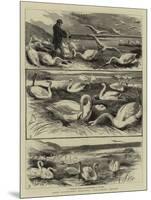 Lord Ilchester's Swannery, Abbotsbury, Dorset-null-Mounted Giclee Print