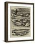 Lord Ilchester's Swannery, Abbotsbury, Dorset-null-Framed Giclee Print