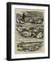 Lord Ilchester's Swannery, Abbotsbury, Dorset-null-Framed Giclee Print