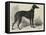 Lord Lurgan's Greyhound, Master M'Grath-Samuel John Carter-Framed Stretched Canvas