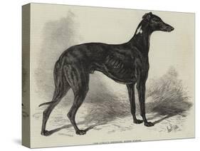 Lord Lurgan's Greyhound, Master M'Grath-Samuel John Carter-Stretched Canvas