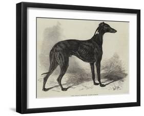 Lord Lurgan's Greyhound, Master M'Grath-Samuel John Carter-Framed Giclee Print