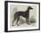 Lord Lurgan's Greyhound, Master M'Grath-Samuel John Carter-Framed Giclee Print