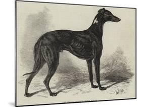 Lord Lurgan's Greyhound, Master M'Grath-Samuel John Carter-Mounted Giclee Print