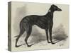 Lord Lurgan's Greyhound, Master M'Grath-Samuel John Carter-Stretched Canvas