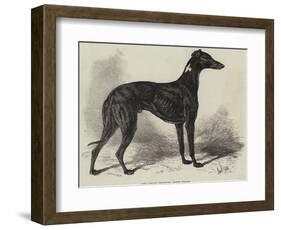 Lord Lurgan's Greyhound, Master M'Grath-Samuel John Carter-Framed Giclee Print