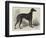 Lord Lurgan's Greyhound, Master M'Grath-Samuel John Carter-Framed Giclee Print