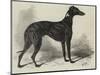 Lord Lurgan's Greyhound, Master M'Grath-Samuel John Carter-Mounted Giclee Print