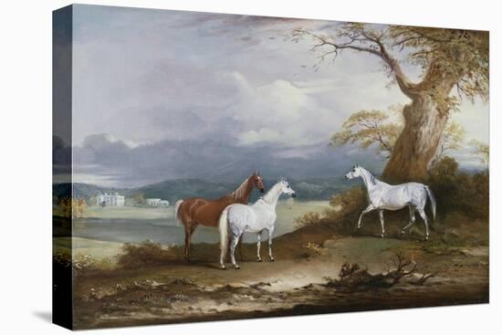 Lord Macdonald's Mares on the Grounds of Thorpe Hall, Rudston, Yorkshire, 1836-John E. Ferneley-Stretched Canvas